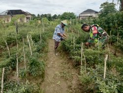 Babinsa Posramil Suka Makmue Bantu petani Rawat Tanaman Cabe