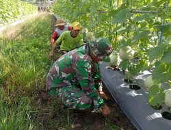 Dukung Ketahanan Pangan, Anggota Satgas TMMD Ke- 121 Wiltas Kodim 0910/Malinau Bantu Petani Rawat Kebun Melon