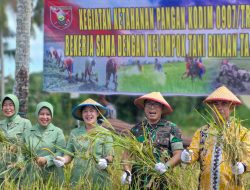 Panen Padi,Dandim 0907/Trk Harapkan Tingkatkan Produktifitas Padi Petani Lebih Sejahtera