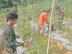 Sukseskan Ketahanan Pangan, Satgas TMMD Bantu Petani Cabai