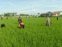 TNI Bersama Petani: Babinsa Koramil 13/Keumala Turun Sawah untuk Dukung Ketahanan Pangan di Pidie