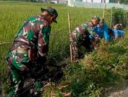 Peduli Terhadap Petani, Babinsa Koramil Binamu Kembali Gelar Karya Bakti Bersihkan Saluran Irigasi Pertanian