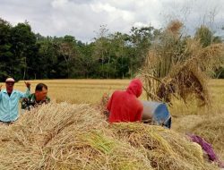 Babinsa Koramil 1424-05/Sinjai Selatan membantu Pengolahan Padi Milik Petani Menggunakan Mesin Rontok