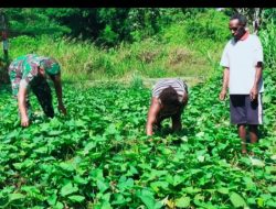 Bantu Kesejahteraan Petani, Babinsa Warmare bantu Warga Memanen Sayuran