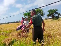 Lengkap Dengan Pakaian Dinas, Babinsa Kodim 1425 Jeneponto Turun Ke Sawah Bantu Petani Panen Padi