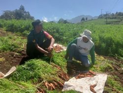 Tingkatkan Kesejahteraan Petani, Babinsa Kodim 1425 Jeneponto Bantu Warga Panen Tanaman Wortel