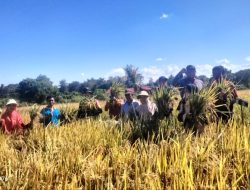 Babinsa Koramil-01/Sinjai Utara Kodim 1424/Sinjai Dampingi Pengambilan Ubinan Padi Jenis Variates Ampari 32