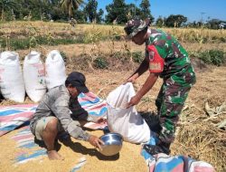 Tak Peduli Cuaca Panas, Babinsa Koramil 05 Batang Kodim 1425 Jeneponto Bantu Petani Proses Penjemuran Hasil Panen Padi