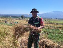 Dampingi Petani Panen Padi, Babinsa Desa Tino Kodim 1425 Jeneponto : Tanaman Padi Tulang Punggung Ketahanan Pangan