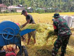Dukung Ketahanan Pangan, Babinsa Koramil 04/Sinjai Timur Kodim 1424/Sinjai Lakukan Pendampingan Pengolahan Padi