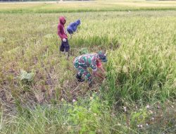 Babinsa Koramil-04/Sinjai Timur Kodim 1424/Sinjai Pendampingan Petani Panen Padi