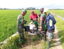 Petani Di Kab. Pinrang Makin Canggih, Dikenalkan Teknologi “Drone” Oleh Kodim 1404/Pinrang Untuk Pemupukan Padi