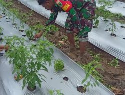 Babinsa 05/Saleo Melaksanakan Pendampingan Ketahanan Pangan Kepada Petani Cabe