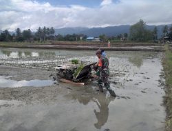 Babinsa Warmare Dampingi Petani Menggunakan Alat Mesin Tanam Padi