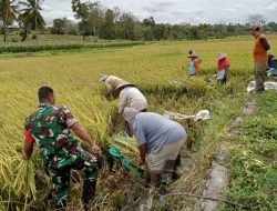 Tingkatkan Ketersediaan Pangan, Babinsa Kodim 1425 Jeneponto Dampingi dan Bantu Petani Panen Padi