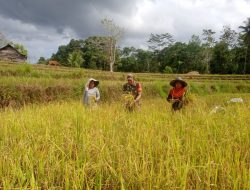 Tingkatkan Produksi Padi, Babinsa Posramil Tellulimpoe Kodim 1424/Sinjai Lakukan Pendampingan Panen Padi