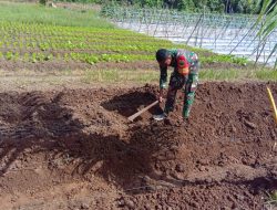Babinsa 03/Kabare Melaksanakan Pendampingan Ketahanan Pangan Kepada Petani sayur sawi