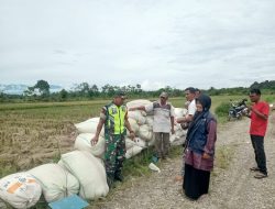 Dukung Ketahanan Pangan Babinsa Posramil Suka Makmue bantu Warga angkat padi hasil Panen