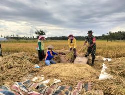 Babinsa Kodim 1425 Jeneponto Kembali Menunjukkan Komitmennya Wujudkan Ketahanan Pangan Di Wilayah