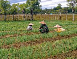 Wujudkan Ketahanan Pangan Babinsa 23/Batee Dampingi Petani Bawang Merah