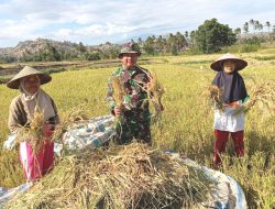 Kolaborasi Bersama Petani, Babinsa Koramil 1425-03 Tamalatea Sukseskan Program Ketahanan Pangan