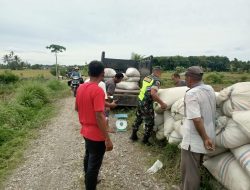 Tanpa ragu Babinsa Koramil 03/Seunagan Timur terjun Kesawah Bantu Petani