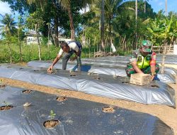 Babinsa Mutiara Bantu Masyarakat Desa Mee Teungoh dalam Penanaman Tomat