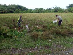Tanpa ragu Babinsa Koramil 03/Seunagan Timur terjun Kesawah Bantu Petani