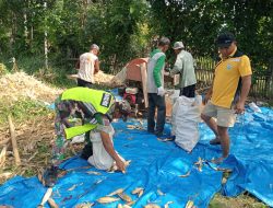 Babinsa Koramil 12/Sakti Bantu Petani Desa Lhok Mee