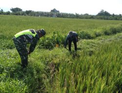 Babinsa Koramil 01/Kuala dampingi petani cek pertumbuhan tanaman padi
