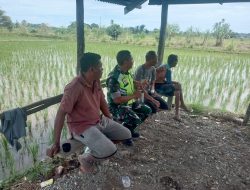 Gubuk sawah salah satu Saksi Babinsa Posramil Suka Makmue Laksanakan Komsos