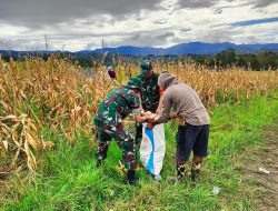 Babinsa Koramil 10/Ponre Bantu Warga Masyarakat Dusun Ciro Panen Jagung