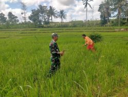 Beri Semangat, Babinsa Koramil 14/Libureng Dampingi Petani Pantau Tanaman Padi