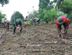 Tingkatkan Ketahanan Pangan, Babinsa 04 Tellusiatinge Bantu Warga Binaan Tanam Jagung