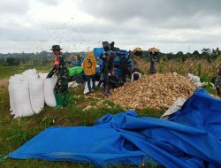 Di Wilayah Binaan, Babinsa Koramil Ponre Bantu Petani Merontok Jagung 