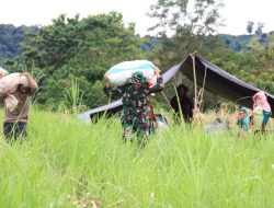 Bentuk Kedekatan, Anggota Koramil 10/Ponre Bantu Petani Mengangkat Hasil Panen