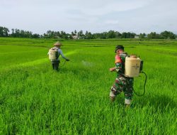 Menjaga Ketahanan Wilayah, Babinsa Koramil Kahu Bantu Petani Semprot Hama Dengan Insektisida