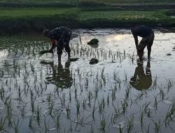 Upaya Tingkatkan Program Ketahanan Pangan Nasional, Ini Yang Di Lakukan Babinsa Cenrana Di Wilayah Binaan