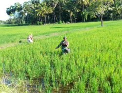 Babinsa Cenrana Turun Langsung Ke Sawah Bantu Petani Desa Lebongnge Pupuk Tanaman Padi