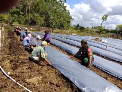 Babinsa Libureng Ikut Gotong Royong Bantu Kelompok Tani Wanita Siapkan Lahan Tanam