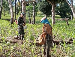 Jaga Ketahanan Pangan, Babinsa Awangpone Bantu Pemupukan Jagung Milik Warga