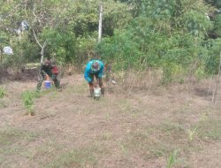 Jaga Ketahanan Pangan, Babinsa Koramil Salomekko Bantu Warga Pemupukan Jagung