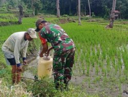 Cegah Hama Padi, Babinsa Bontocani Dampingi Petani Lakukan Penyemprotan Pestisida