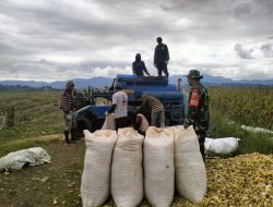 Babinsa Koramil 10 Ponre Dampingi Petani Desa Bolli Rontok Jagung
