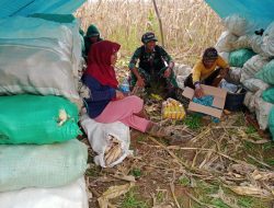 Babinsa Koramil 10 Ponre Komsos Bersama Petani Desa Bolli Di Kebun Jagung