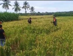 Sukseskan Ketahanan Pangan, Babinsa 06/Awangpone Bantu Petani Panen Padi