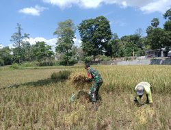 Babinsa Koramil Ulaweng Bantu Petani Panen Padi Di Wilayah Desa Binaan