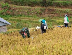 Babinsa Koramil 08/Lamuru Ikut Serta Terjun Langsung Bantu Petani Panen Padi