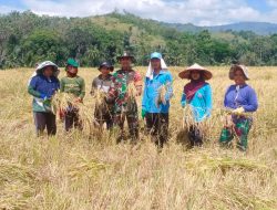 Babinsa Koramil 08 Lamuru Dampingi Petani Desa Mattampa Bulu Panen Raya Padi 