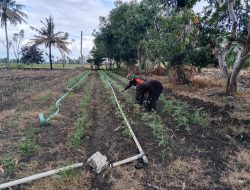 Tingkatkan Ketahanan Pangan Di Wilayah Kel. Pompanua Riattang, Babinsa Ajangale Laksanakan Pendampingan